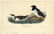 Audubon octavo, Little Auk-Sea-dove. Pl. 469