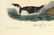 Audubon octavo, Little Auk-Sea-dove. Pl. 469 - 2
