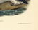 Audubon octavo, Little Auk-Sea-dove. Pl. 469 - 3