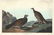 Audubon-Havell, Dusky Grous, P. 361, Engraving