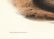 Audubon Imperial Quadrupeds, Mink Pl. 33 - 4
