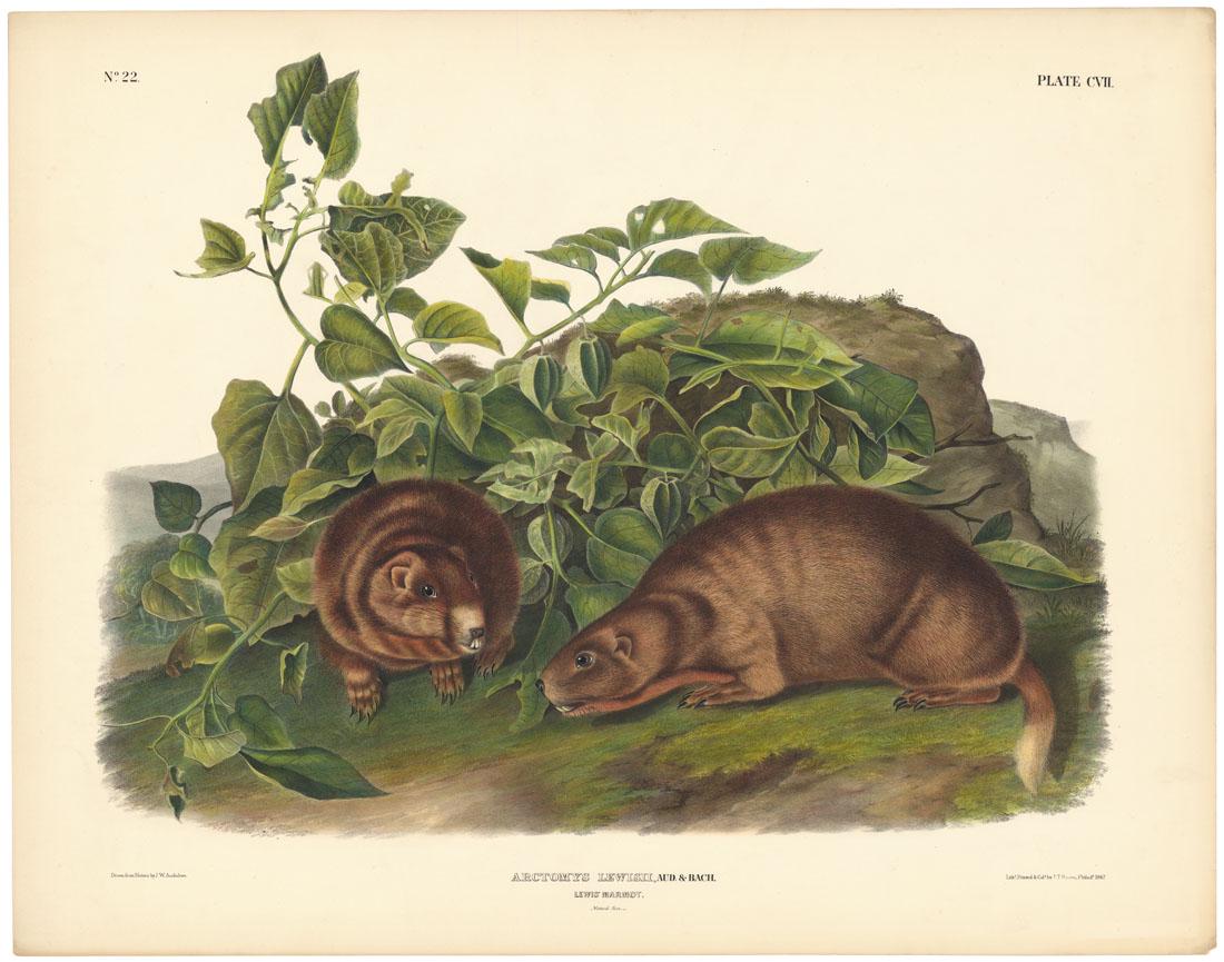 Audubon Imperial Quadrupeds, Lewis' Marmot Pl 107: Title: Arctomys Lewisii. Lewis' Marmot. Plate CVII. John James Audubon (1785-1851) Medium: Lithograph, handcolored, 1842-49. From the Imperial edition of "Viviparous Quadrupeds of North America." Draw