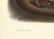 Audubon Imperial Quadrupeds, Canada Otter Pl 122 - 4