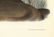 Audubon Imperial Quadrupeds, Canada Otter Pl 122 - 5
