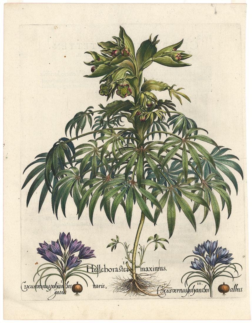 Basilius Besler, Helleboraster Maximus, Engraving (1 of 3)