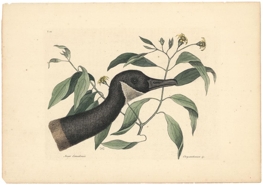Mark Catesby, The Canada Goose, Etching: Title: Anser Canadensis: The Canada Goose. T. 92. Mark Catesby (1682-1749) Medium: Etching, handcolored, 1731. Paper size 14 3/16 x 20 3/8" (36.1 x 51.7 cm). From "The Natural History of Carolina,