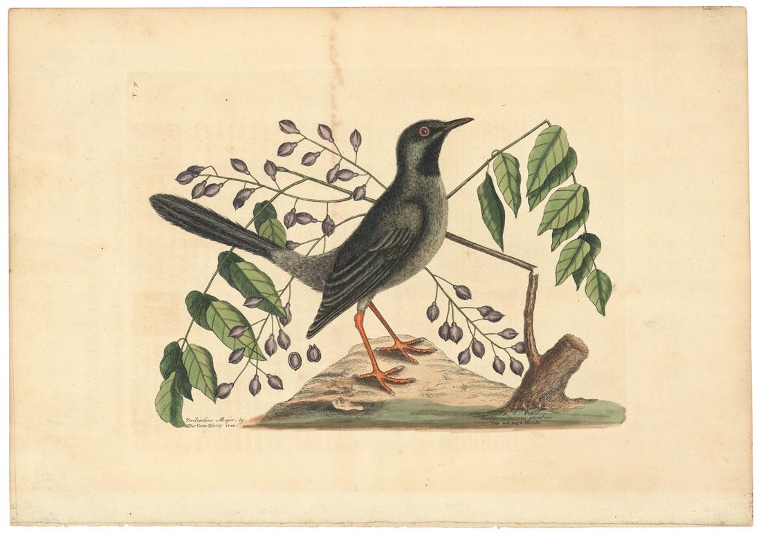 Mark Catesby, The Red leg'd Thrush, Etching: Title: Turdus Viscivorus Plumbeus: The red leg'd Thrush; Teribinthus major Batulae cortice, fructu triangulari: The Gum-Elimy Tree. Mark Catesby (1682-1749) Medium: Etching, handcolored, 1754. Pape