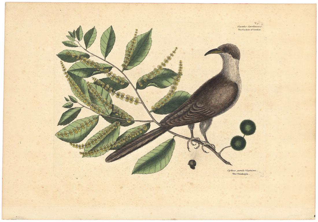 Mark Catesby, The Cuckow of Carolina, Etching: Title: The Cuckow of Carolina. (Guculs Caroliniensis) T. 9. Mark Catesby (1682-1749) Medium: Etching, handcolored, 1754. Paper size 20 7/8 x 14 3/8" (53.1 x 36.5 cm). From "The Natural History of C