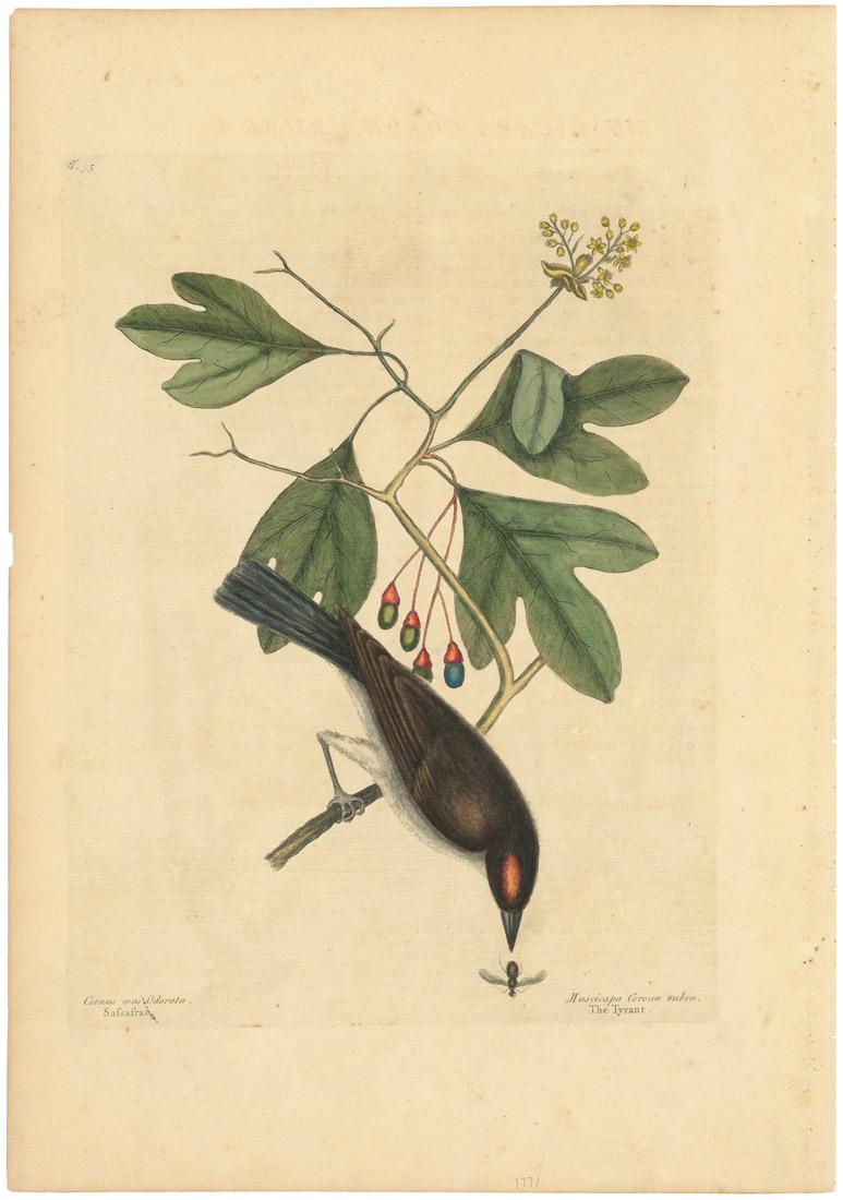 Mark Catesby, The Tyrant, Etching: Title: Muscicapa Corona Rubra: The Tyrant: Cornus mas odorata, folio trifido margine plano, Sassafras dicta. T. 55. Mark Catesby (1682-1749) Medium: Etching, handcolored, 1771. Paper size 19 x 13 1
