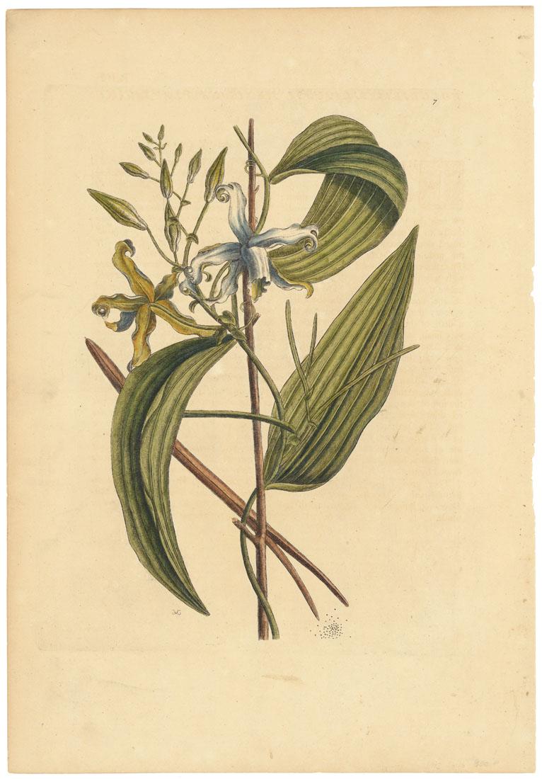 Mark Catesby, Vanilla plant, Etching: Title: Vanilla T.7 appendix. Mark Catesby (1682-1749) Medium: Etching, handcolored, 1771. Paper size 13 1/4 x 19 1/16" (33.7 x 48.4 cm). From "The Natural History of Carolina, Florida, and the Baha