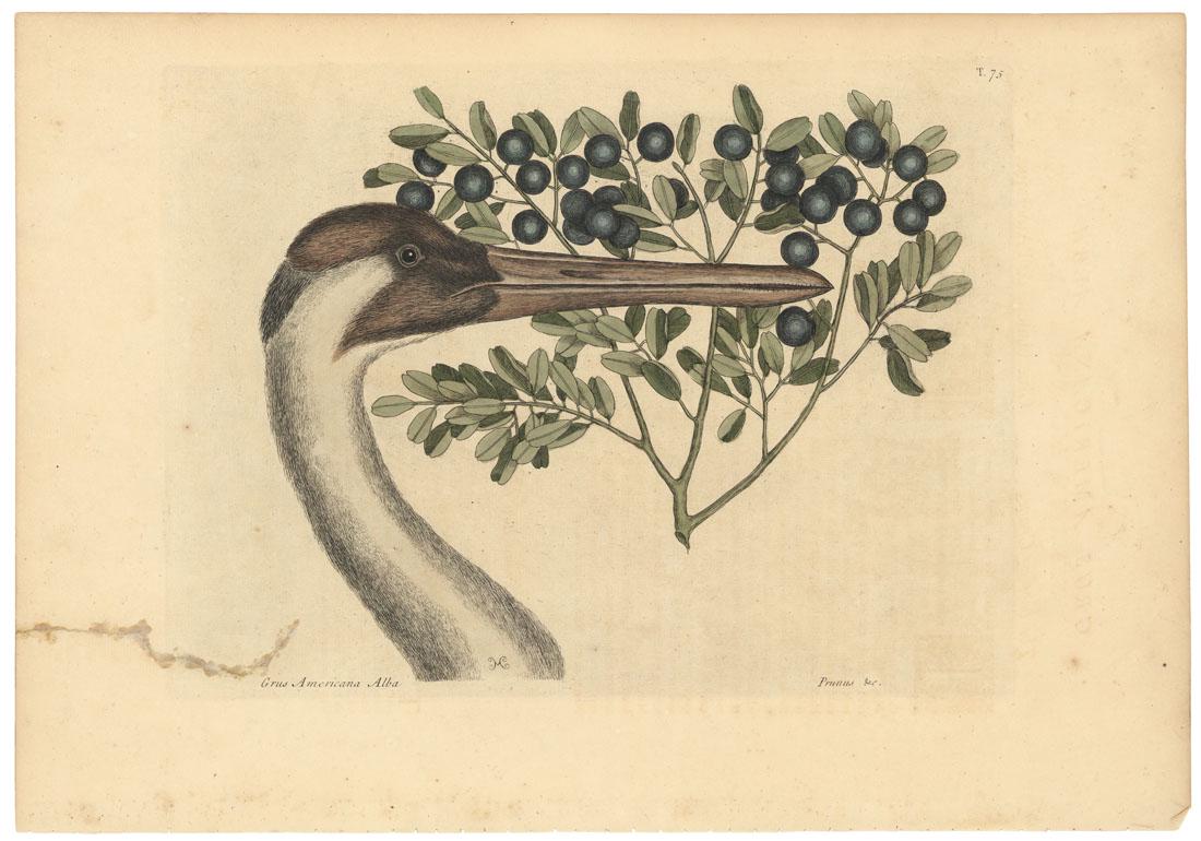 Mark Catesby, The Hooping Crane, Etching (1 of 4)