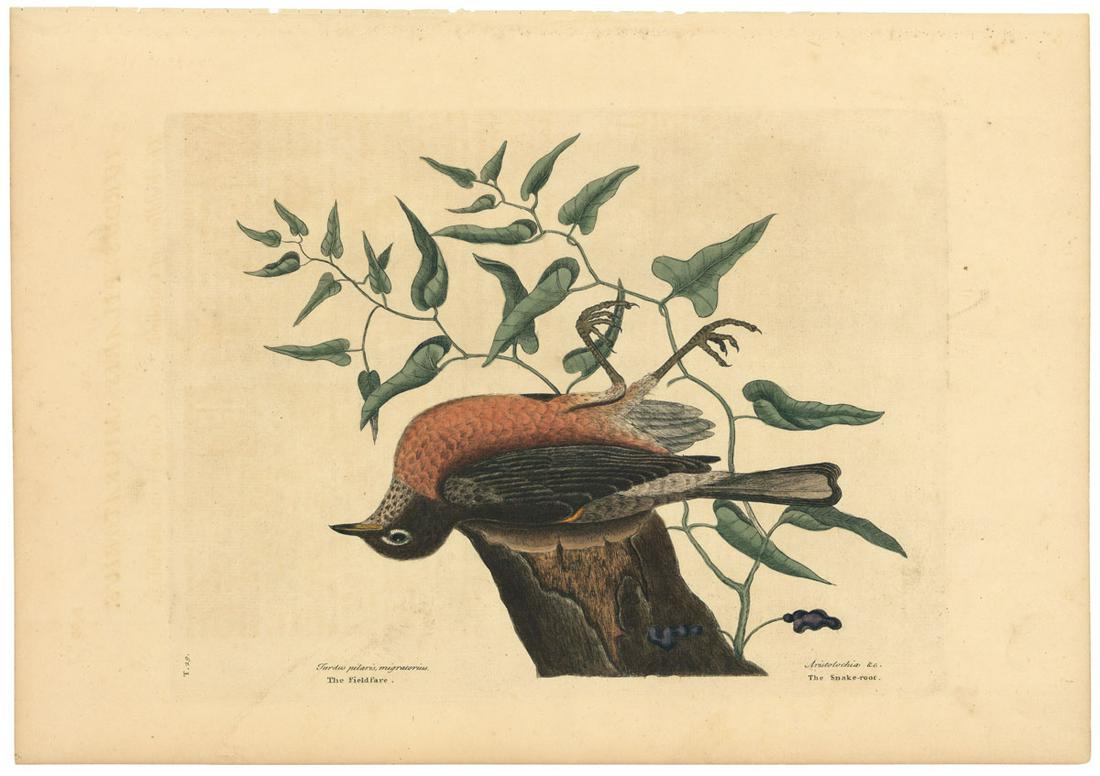 Mark Catesby, The Fieldfare of Carolina, Etching (1 of 3)