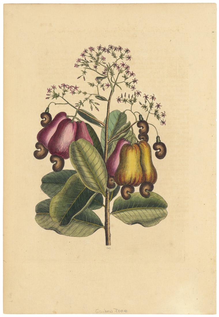 Mark Catesby, The Cashew Tree, Etching: Title: Pomifers, seupotius prunifera Indica, nuce viniformi summo pomo innascente, Cajous vel Acajous dicta: The Cashew Tree, [Appendix] unnumbered p. 9. Mark Catesby (1682-1749) Medium: Etching, ha