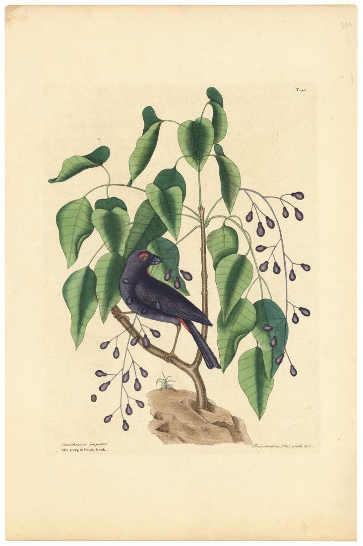 Mark Catesby, The Purple Gross-beak, Etching: Title: Coccothraustes Purpurea: The Purple Gross-beak; Toxicodendron folijs alatis fructu purpureo Pyri formi sparso: The Poison Wood. Mark Catesby (1682-1749) Medium: Etching, handcolored, 1800. P