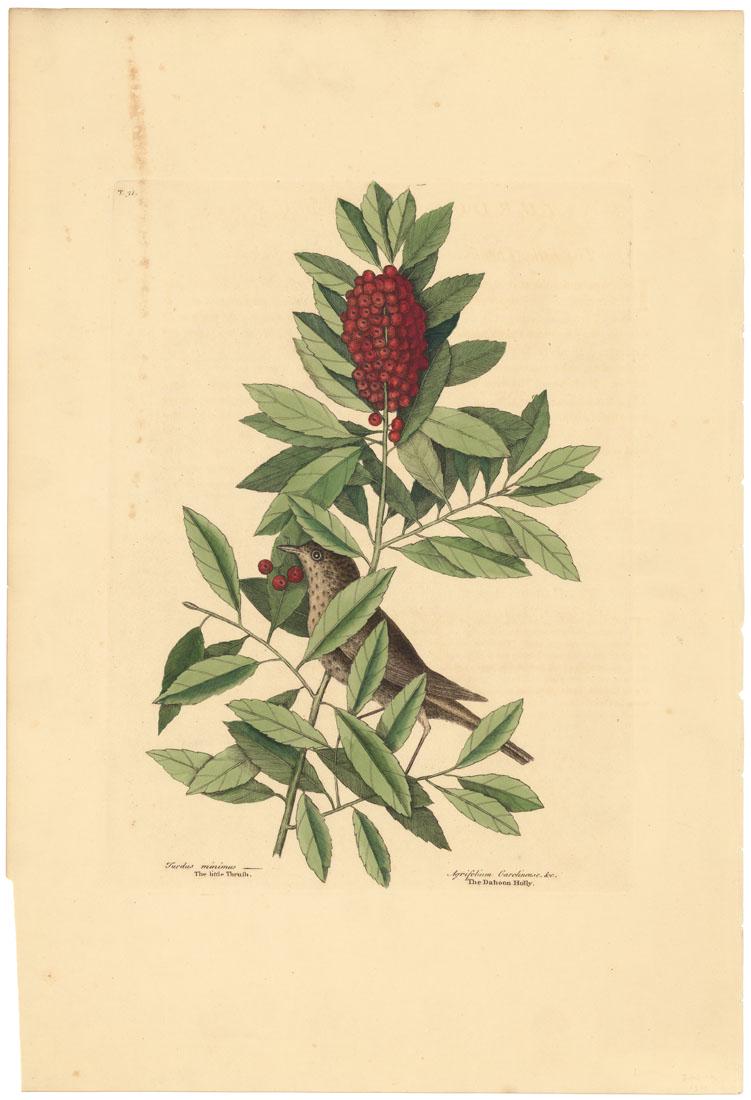 Mark Catesby, The Little Thrush, Etching: Title: Turdus Minimus: The Little Thrush; Agrifolium Carolinense foliis dentatis baccis rubis: The Dahoon Holly. Mark Catesby (1682-1749) Medium: Etching, handcolored, 1800. Paper size 21 1/16 x 14