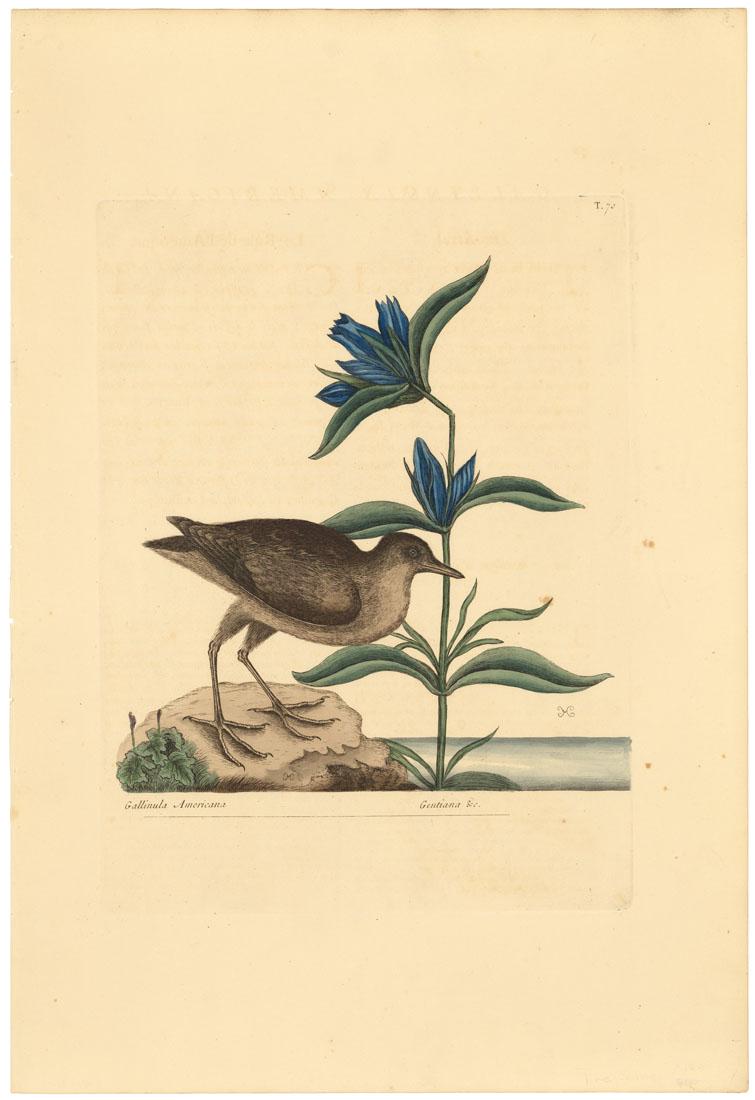 Mark Catesby, Virginia Rail, Etching: Title: Gallinula Americana: The Soree (Virginia Rail); Gentiana Virginiana Saponariae folio, flore caeruleo longiore. Mark Catesby (1682-1749) Medium: Etching, handcolored, 1800. Paper size 21 x 14