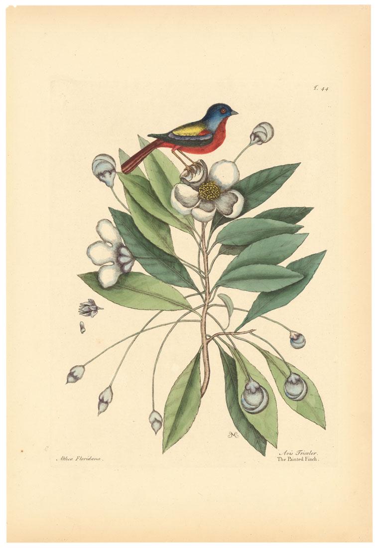 Mark Catesby, Painted Finch, Etching (1 of 4)