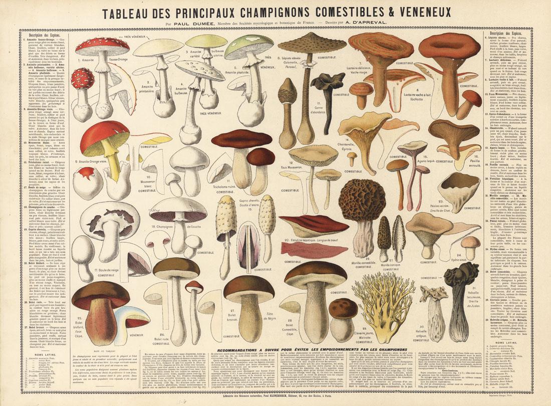 Andre Revillon d'Apreval, Mushrooms (1 of 3)