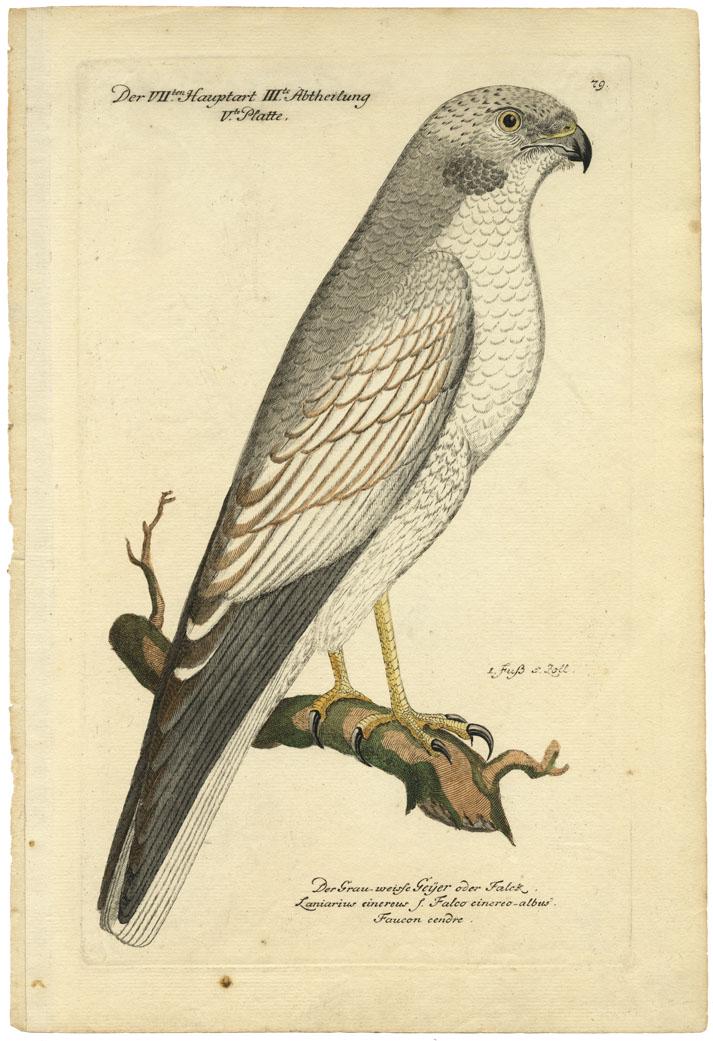 Johann L. Frisch, Gray Harrier, Pl. 79, Eng. (1 of 3)