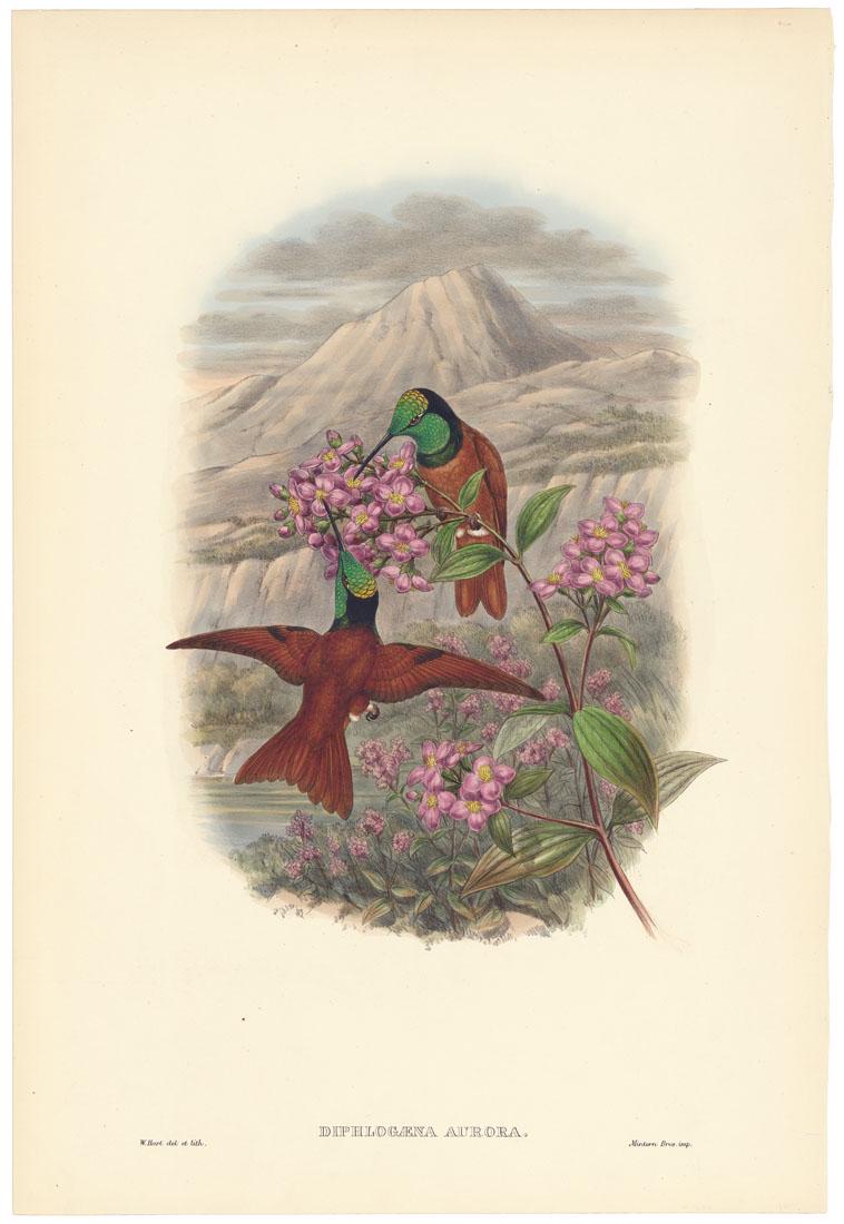 John Gould, Warszewicz's Rainbow, Hummingbird (1 of 3)