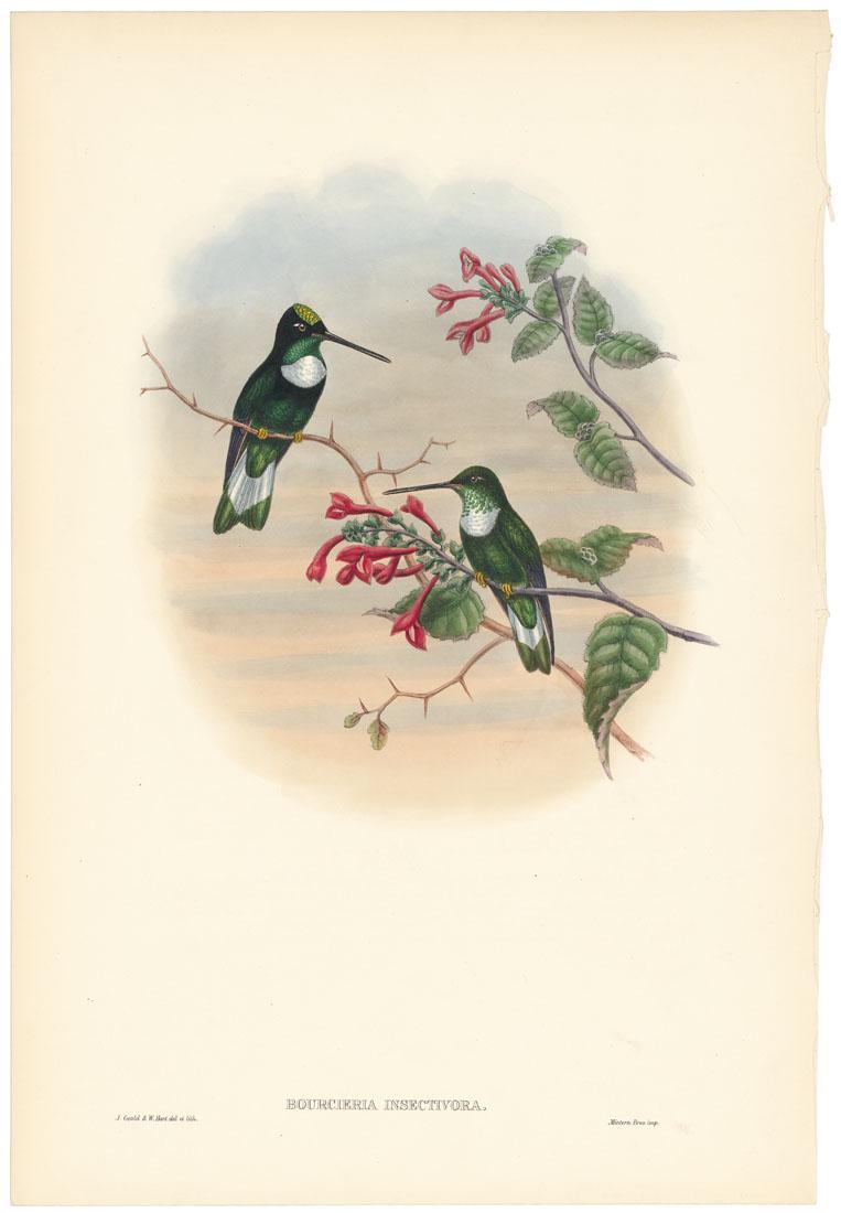 John Gould, Tschudi's Inca, Hummingbird, Litho. (1 of 3)