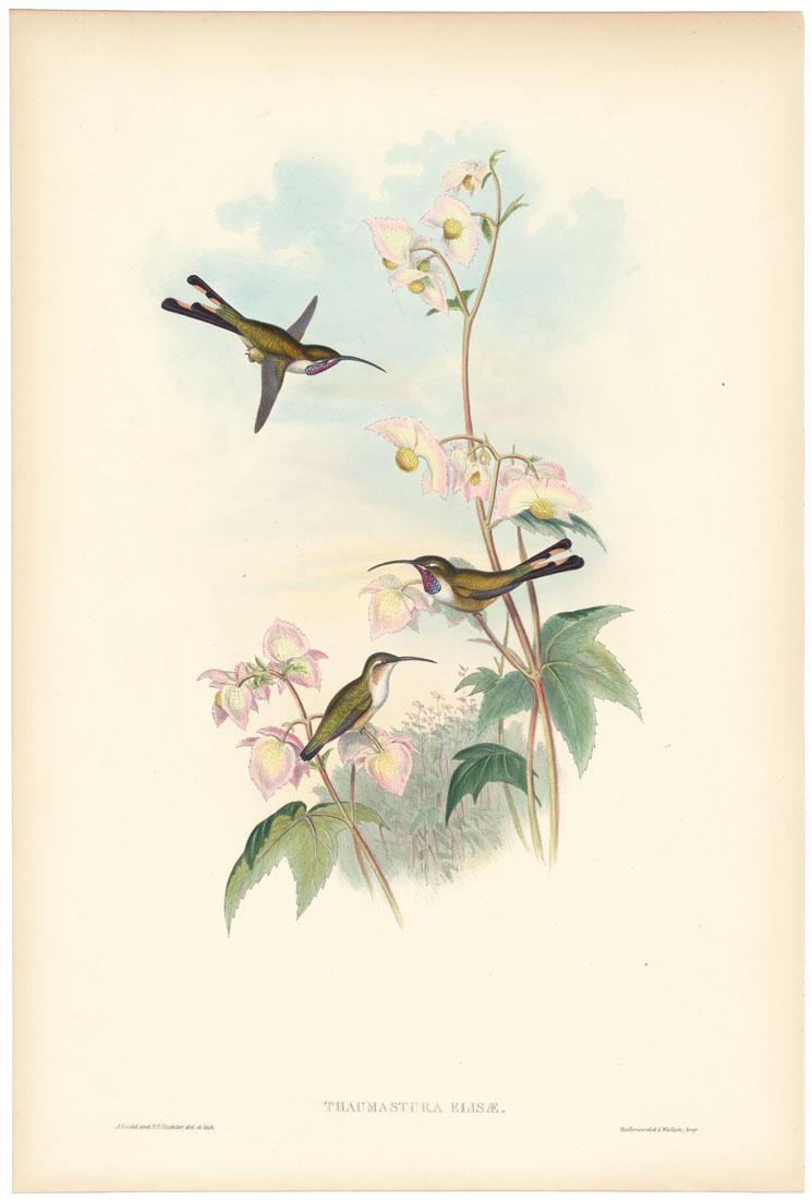 John Gould, Mexican hear-tail, Hummingbird (1 of 3)