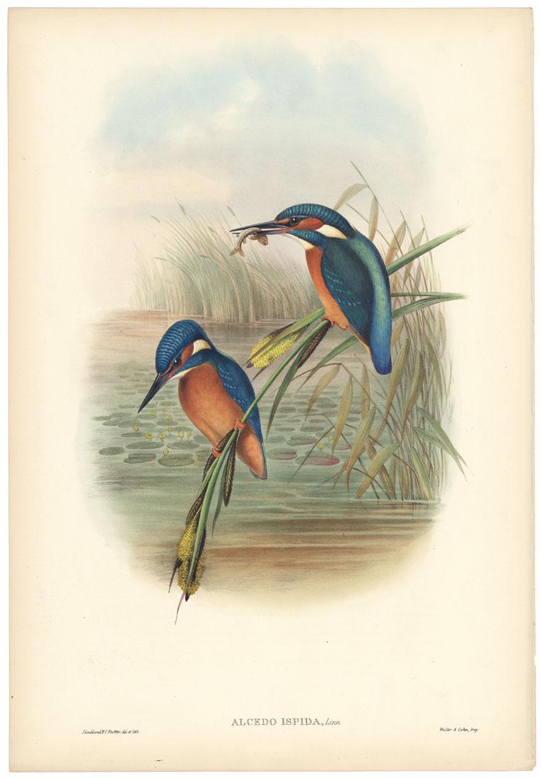 John Gould, Alcedo Ispida, Kingfisher, Lithograph (1 of 3)