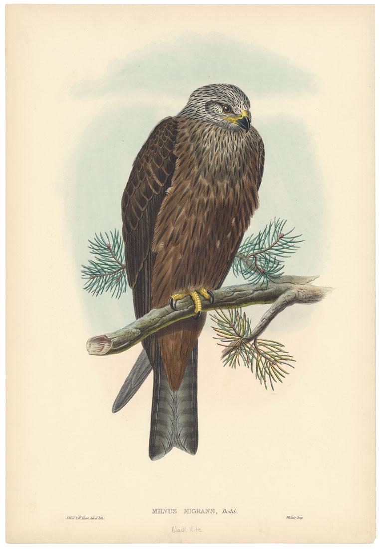 John Gould, Black Kite, Lithograph (1 of 3)