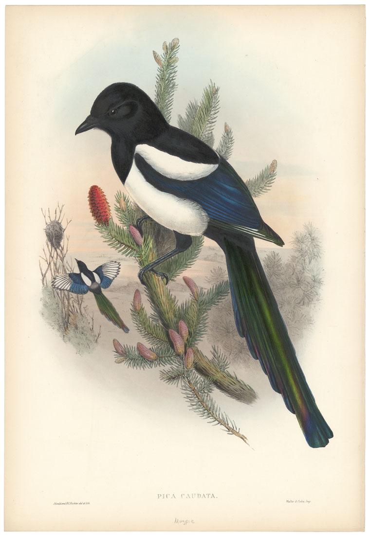 John Gould, Pica Caudata, (Magpie), Lithograph (1 of 3)
