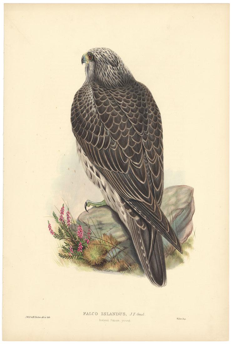 John Gould, Iceland Falcon, Lithograph (1 of 3)