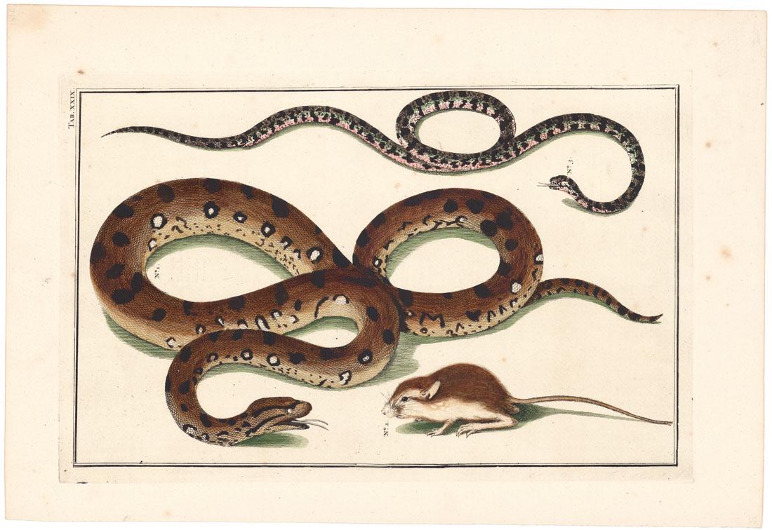 Albertus Seba, Snakes. Tab. XXIX, Engraving (1 of 2)