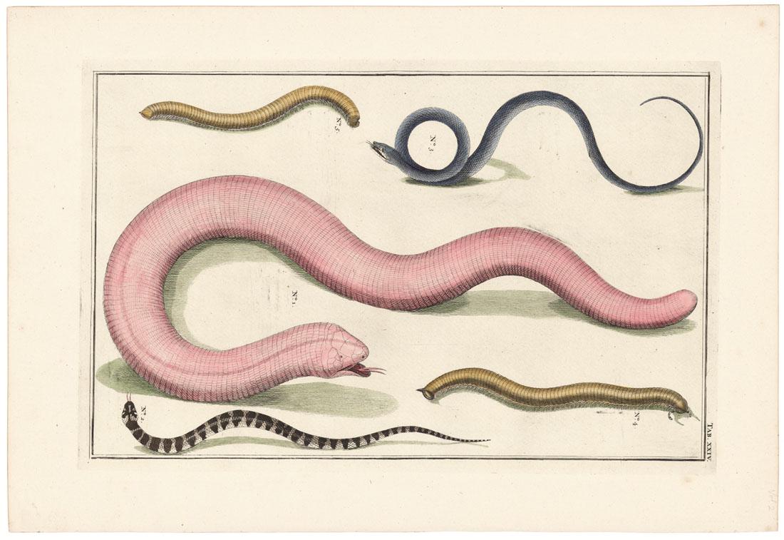 Albertus Seba, Snakes. Tab. XXIV, Engraving (1 of 2)