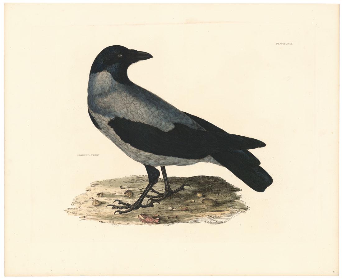 Selby, Hooded Crow, Pl 29, First Edition (1 of 3)