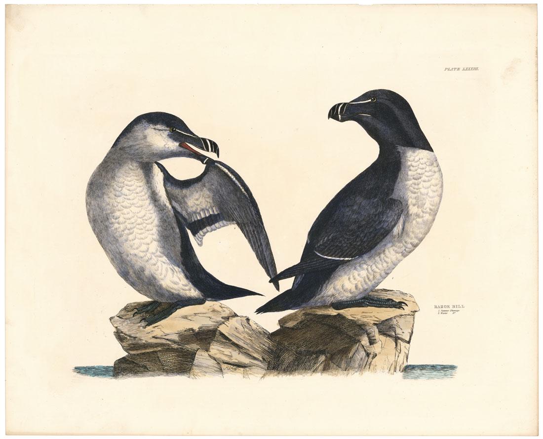 Selby, Razoe Bill (Lesser Auk), Pl 83, First Ed. (1 of 3)