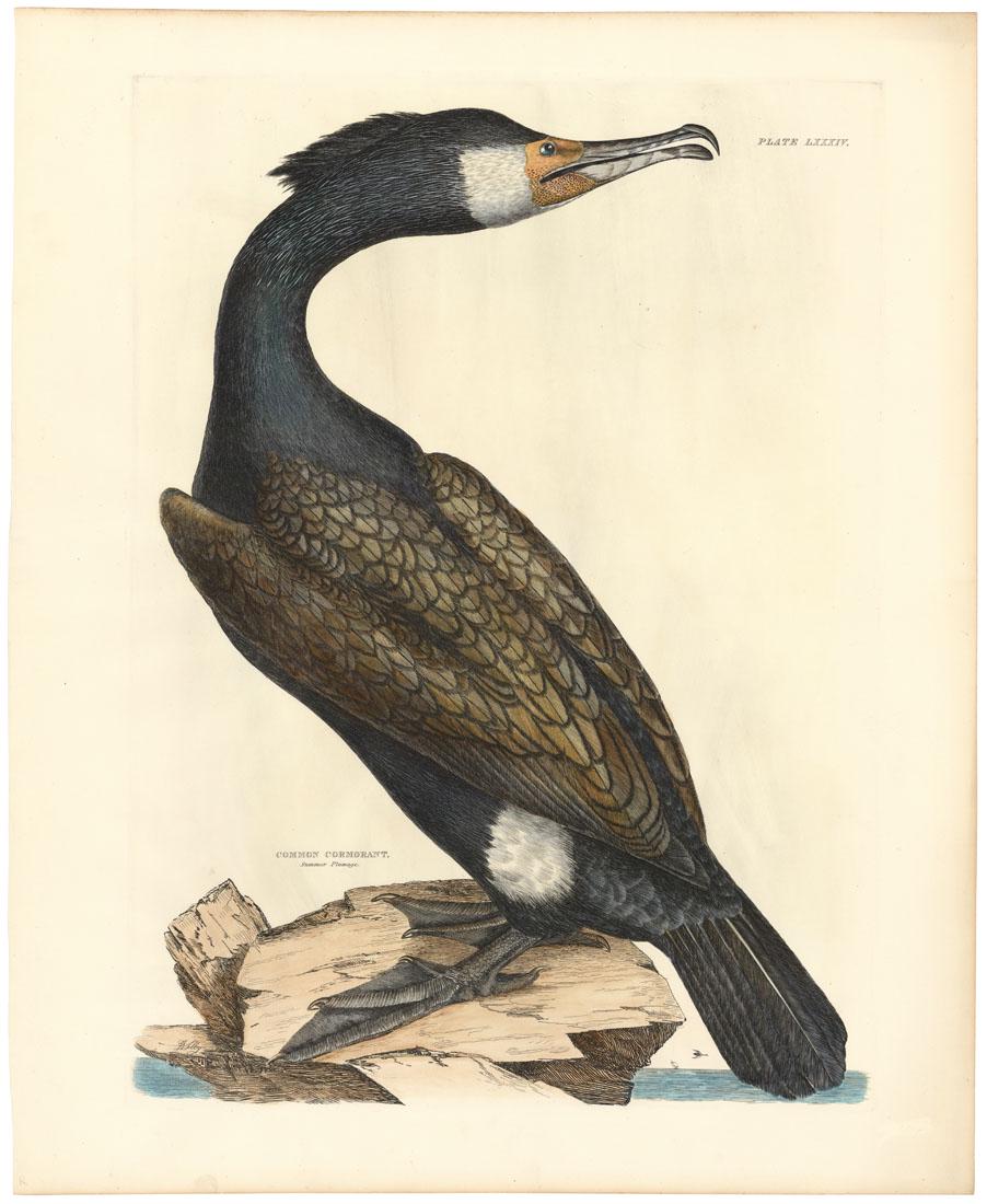 Selby, Common Cormorant, Pl 84 v2, First Edition (1 of 3)