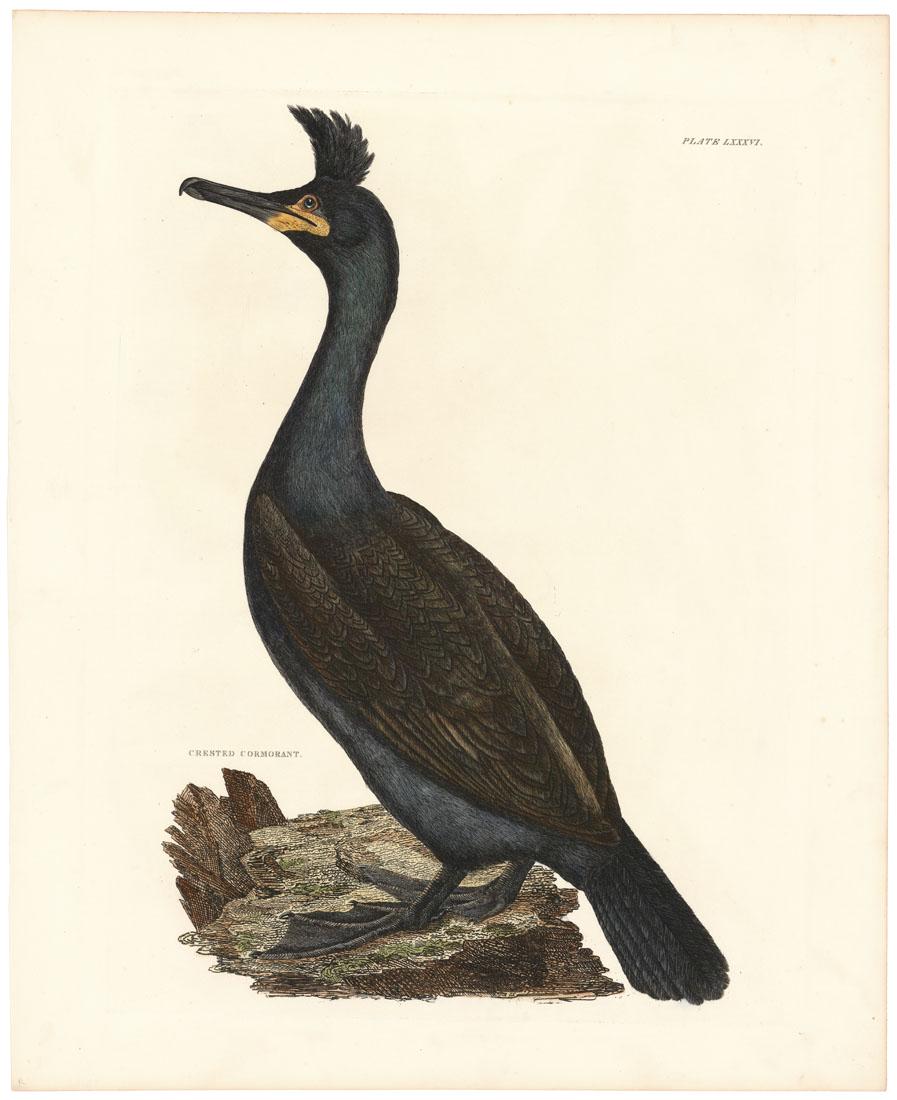 Selby, Crested Cormorant, Pl 86 v2, First Edition (1 of 3)