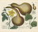 Johann W. Weinmann, Cucurbita, Squash, Engraving