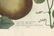 Johann W. Weinmann, Cucurbita, Squash, Engraving - 3