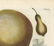 Johann W. Weinmann, Cucurbita, Squash, Engraving - 4