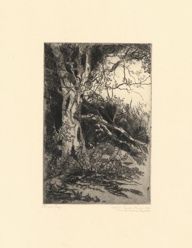 John Taylor Arms, Tangled Birch, Maine, Etching (1 of 3)