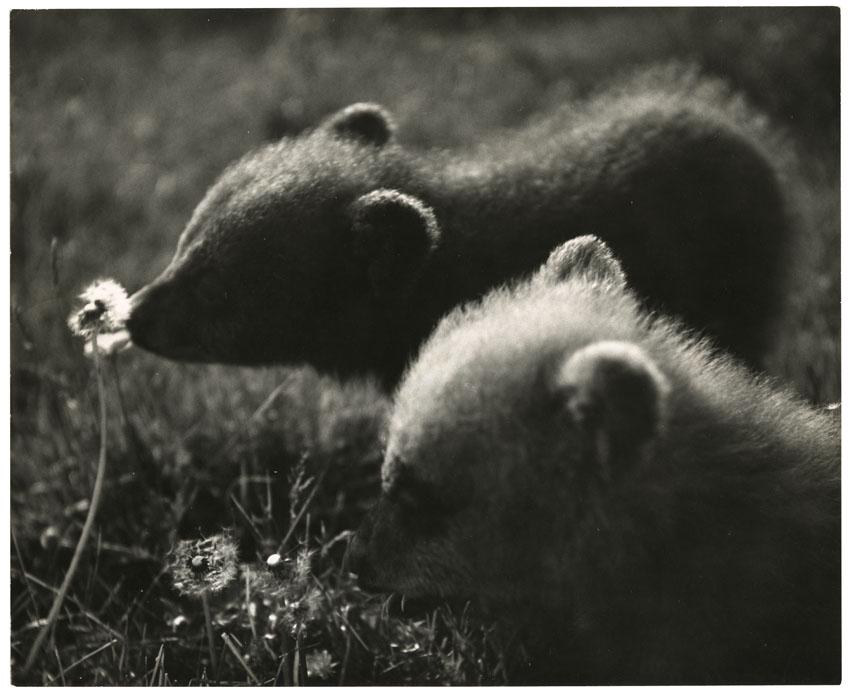 Ylla, Two Little Bears, Silver gelatin photograph (1 of 2)