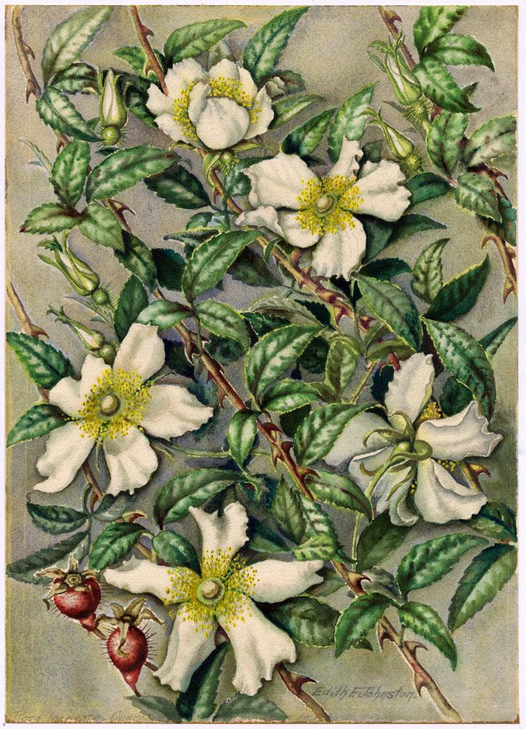 Edith F. Johnston, Cherokee Rose, Watercolor (1 of 3)