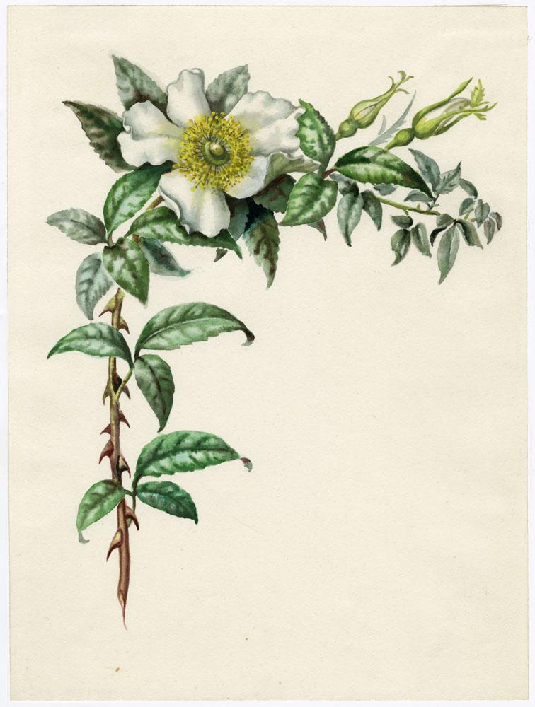 Edith F. Johnston, Cherokee Rose, Watercolor (1 of 1)