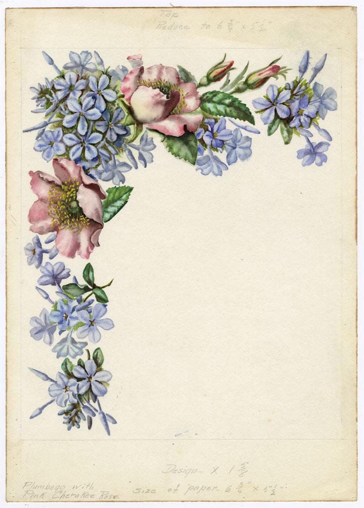 Edith F. Johnston, Pink Cherokee Rose, Watercolor (1 of 3)