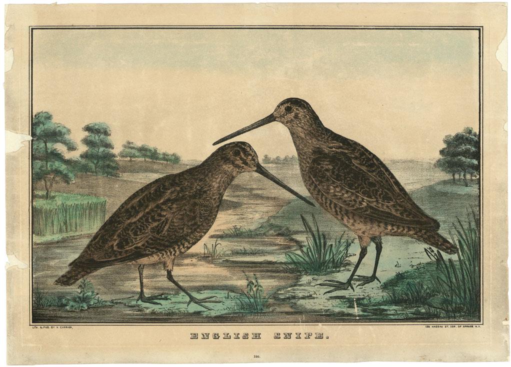 Currier & Ives, English Snipe, Lithograph (1 of 3)