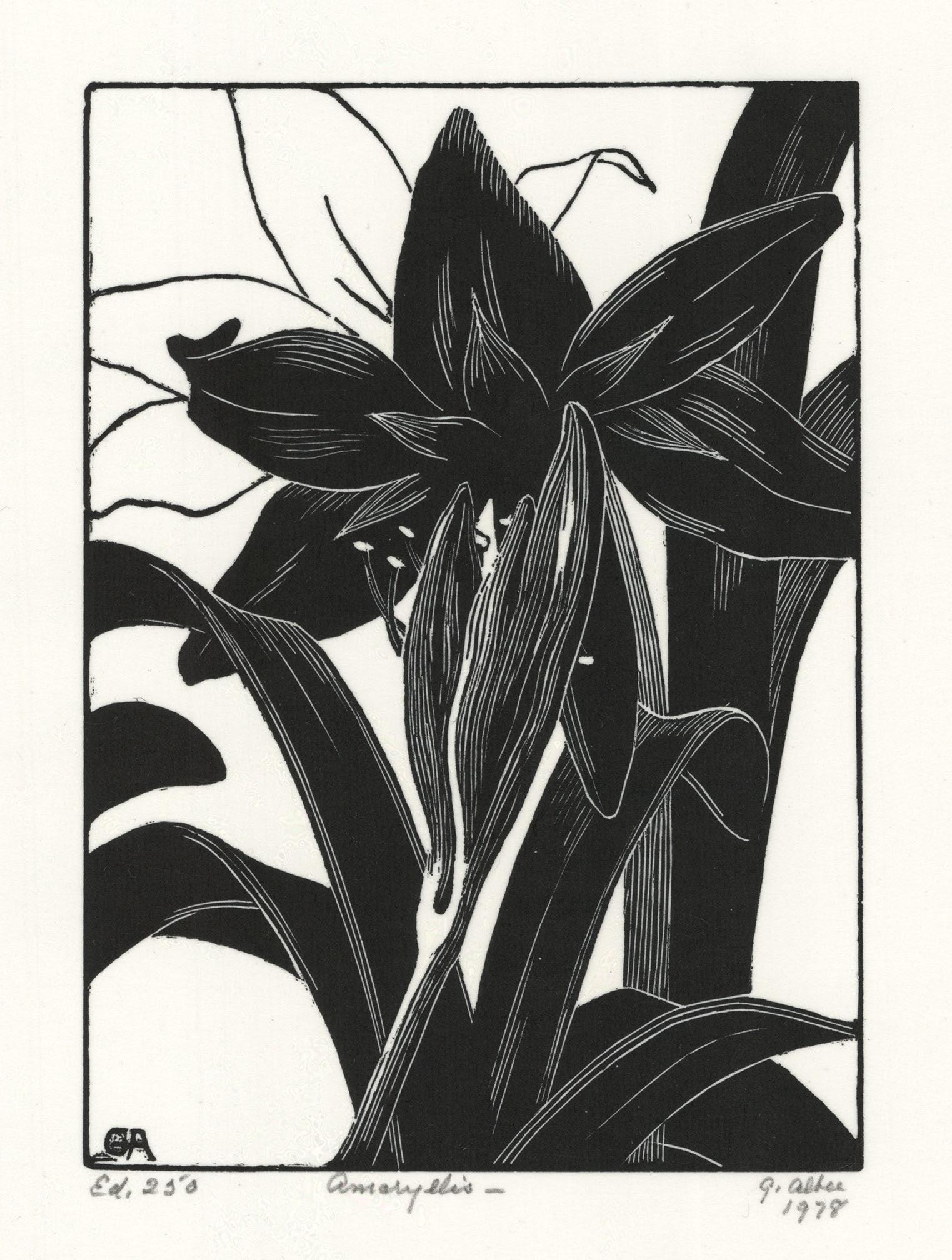 Grace Albee, Amaryllis, Wood engraving (1 of 1)