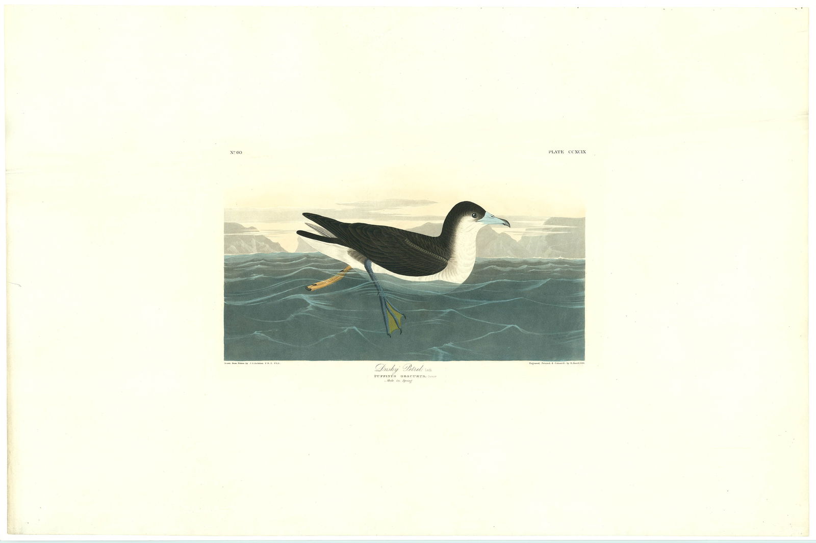 John James Audubon, Dusky Petrel. Male in Spring. Plate 299, Aquatint (1 of 3)