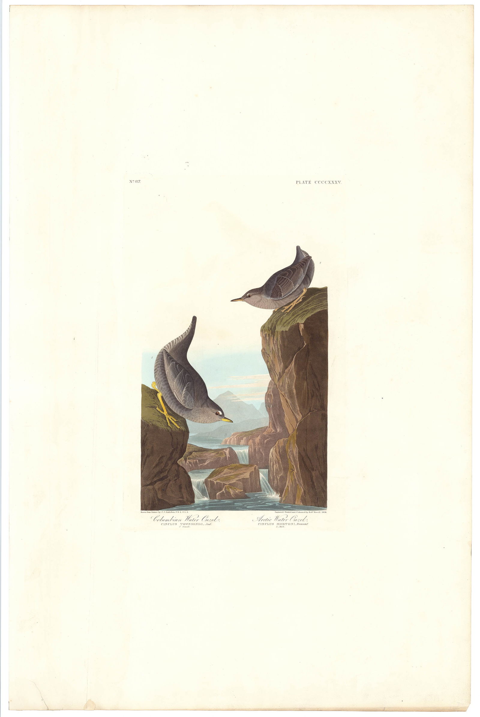 John James Audubon, Columbian Water Ouzel.  Arctic Water Ouzel.  Plate 435, Aquatint (1 of 3)