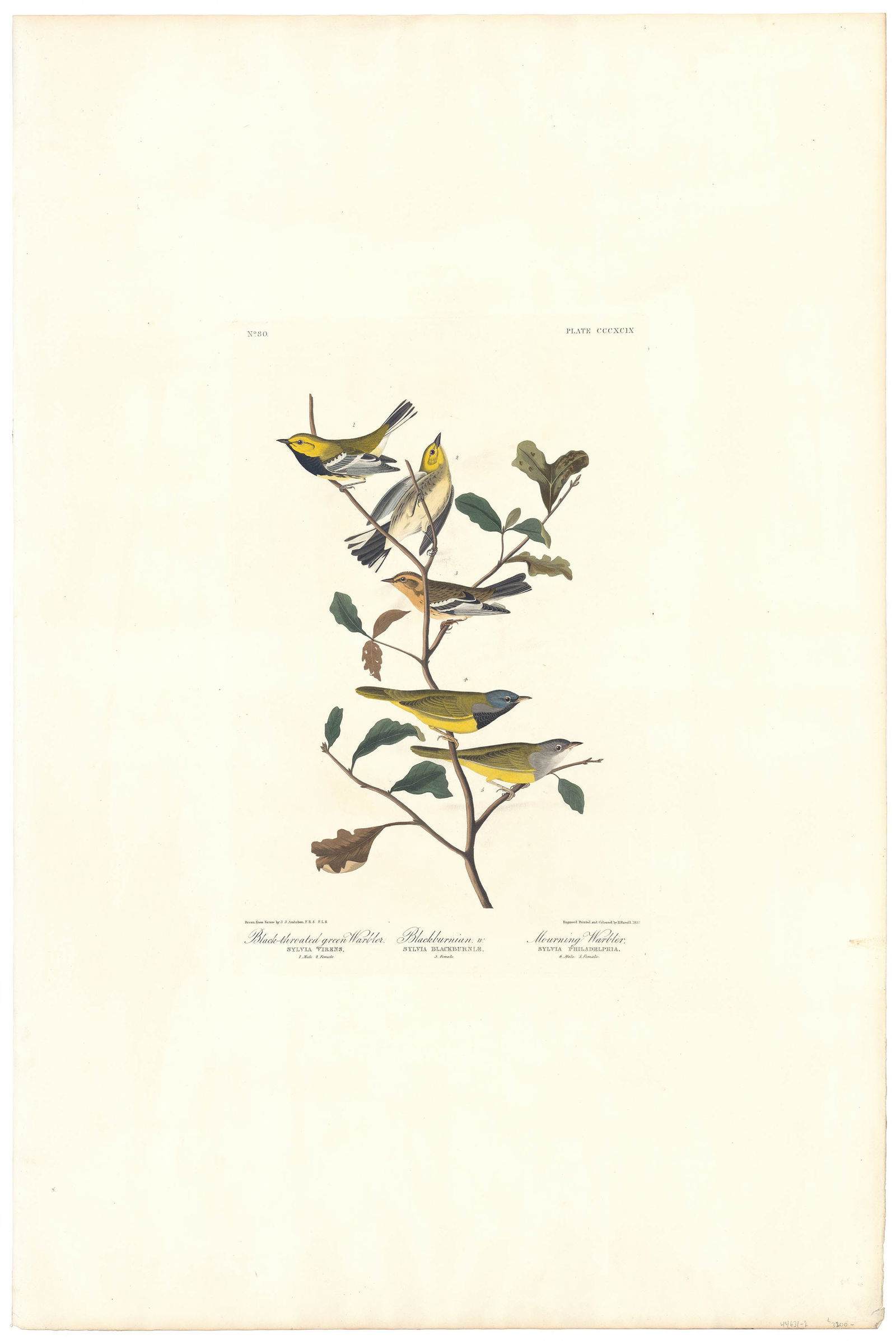 John James Audubon, Black-throated green Warbler (and) Blackburnian. w. (and) Mourning Warbler. (1 of 2)