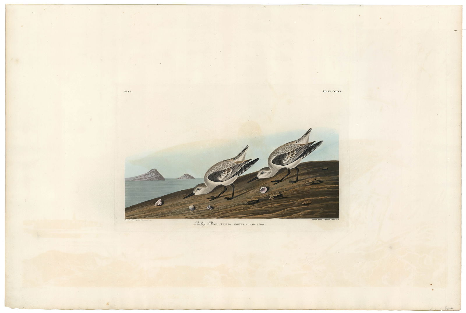 John James Audubon, Ruddy Plover. Plate 230, Aquatint (1 of 3)